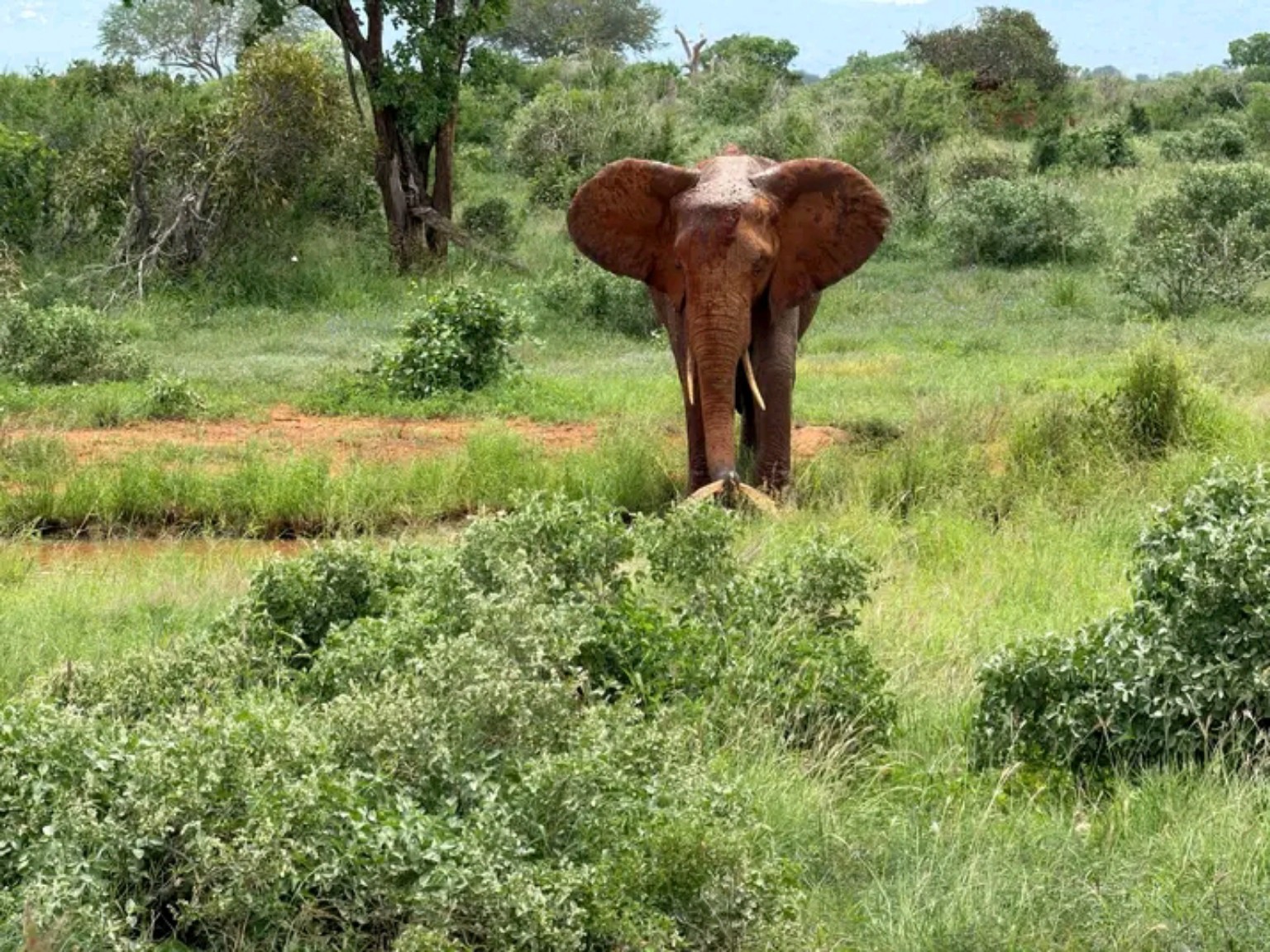 Elephant in the wild