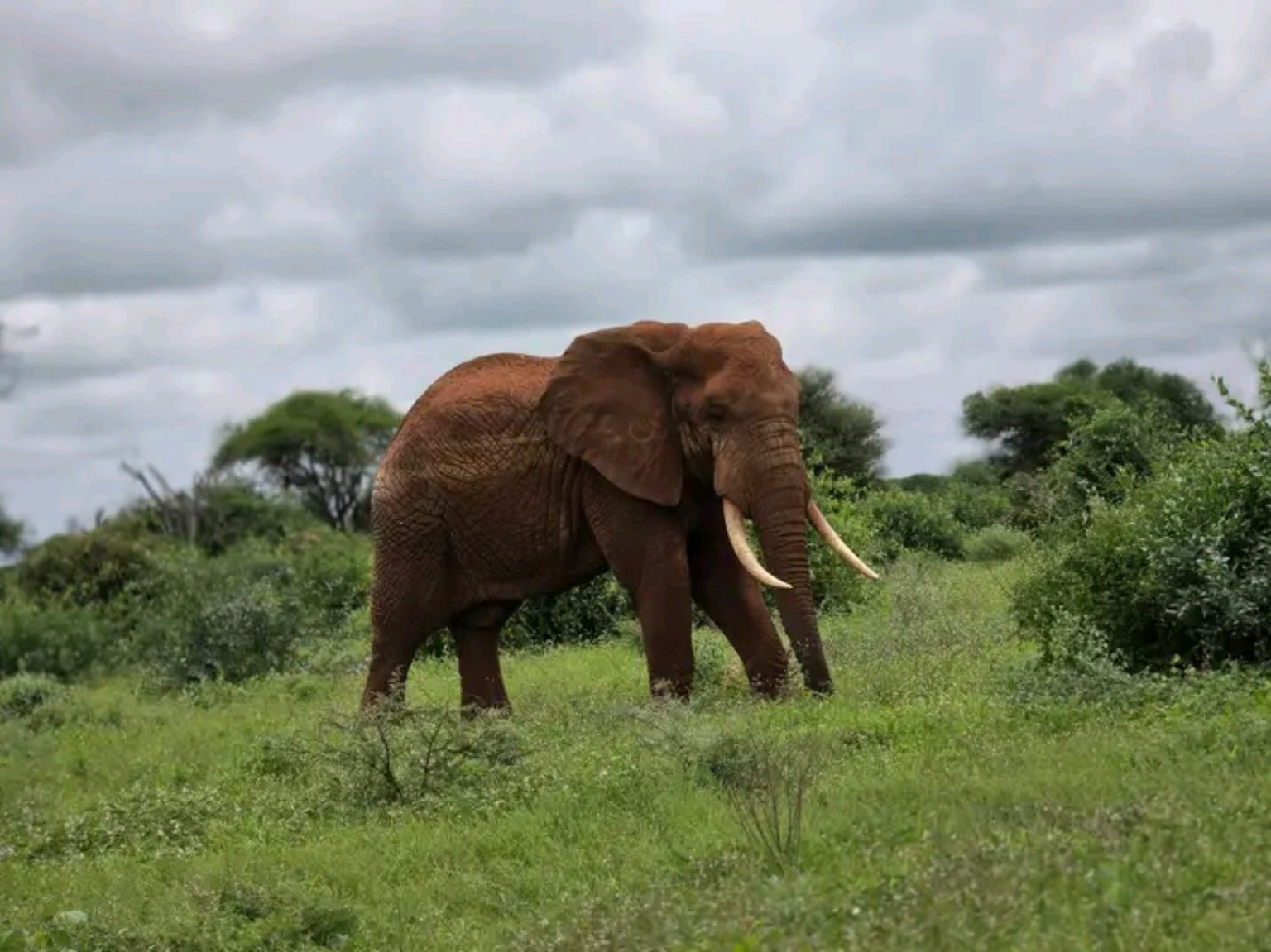 Elephant in a green natural setting