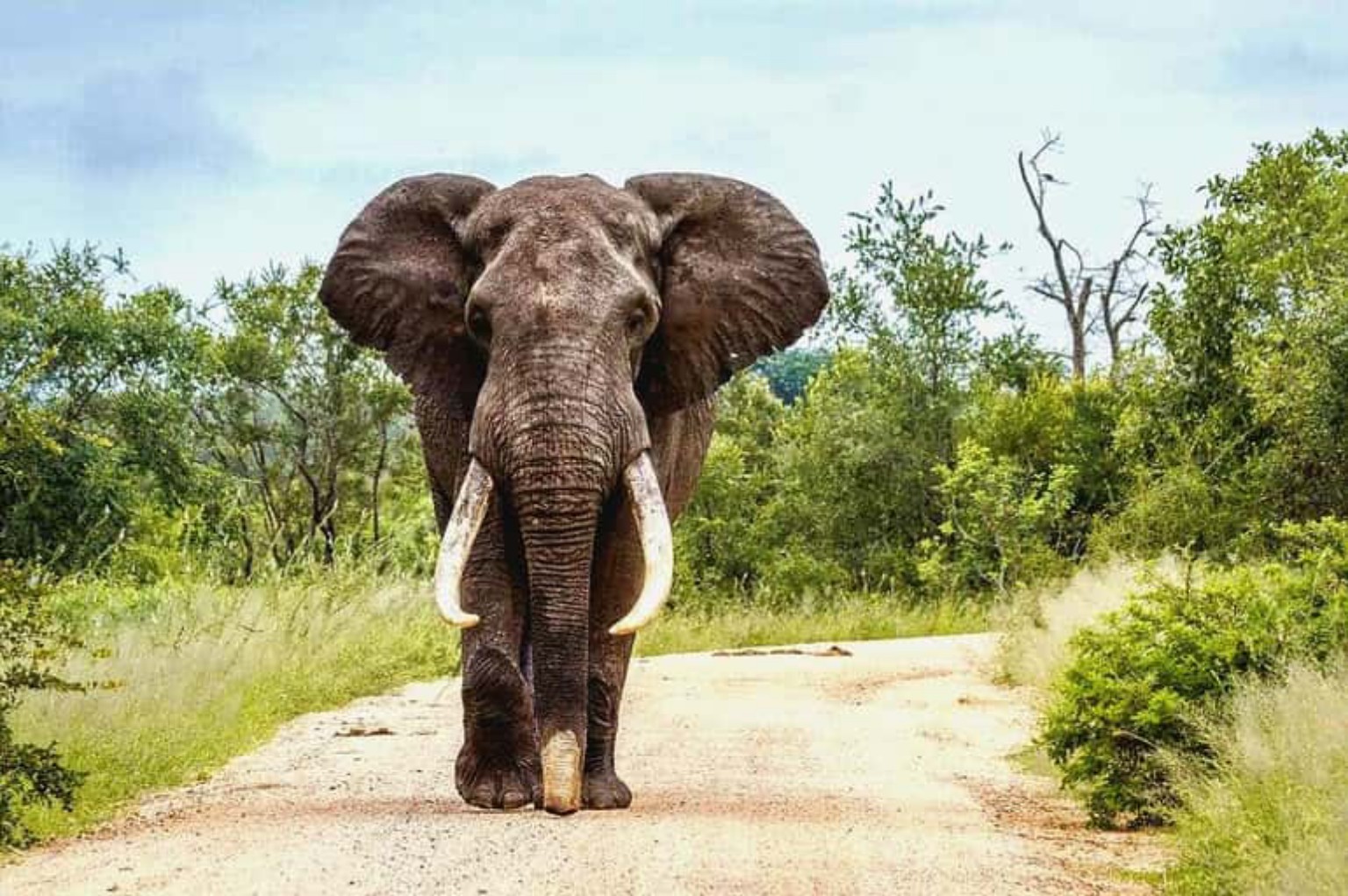 Elephant on a safari track