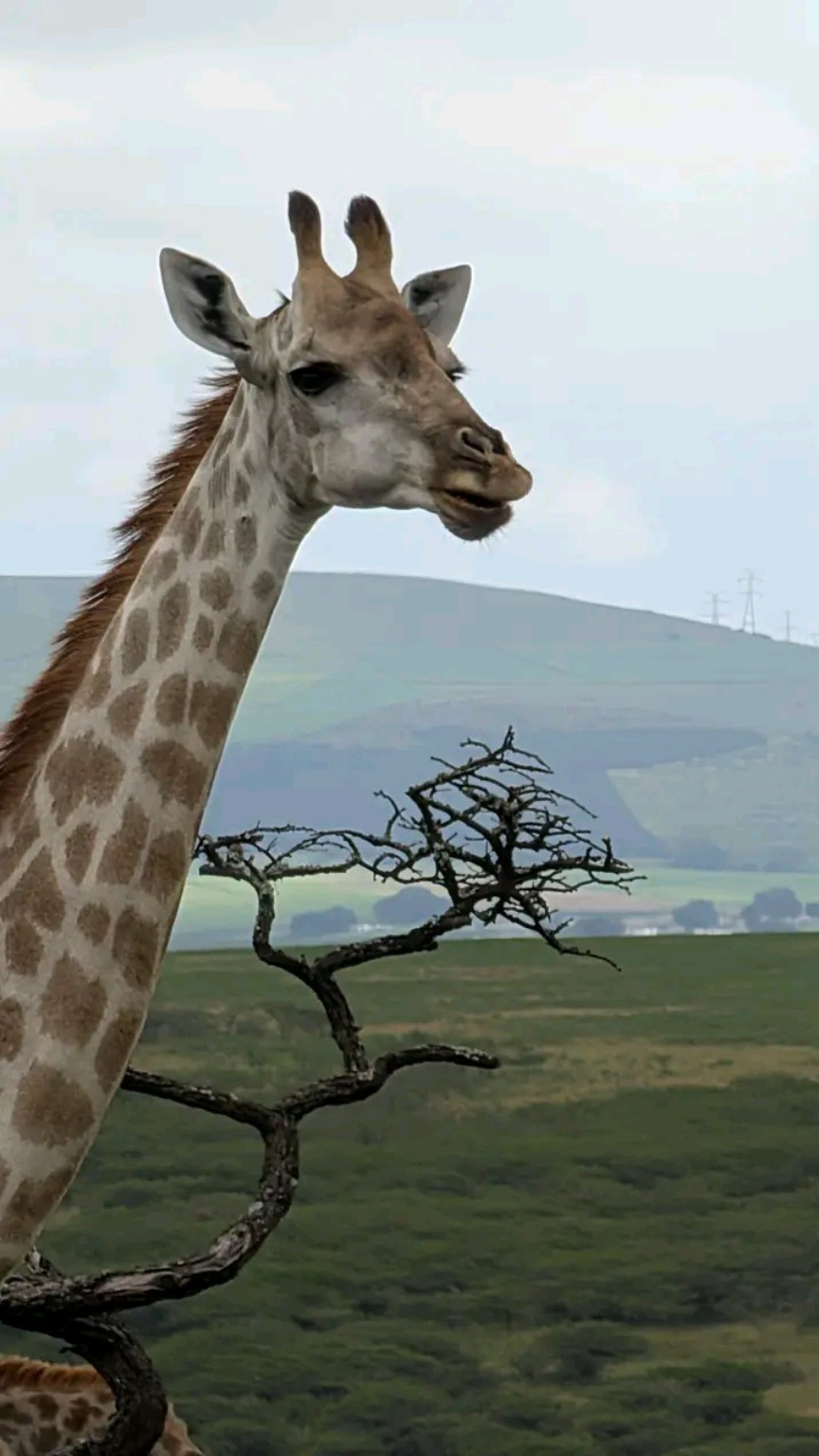 Giraffe in a natural landscape