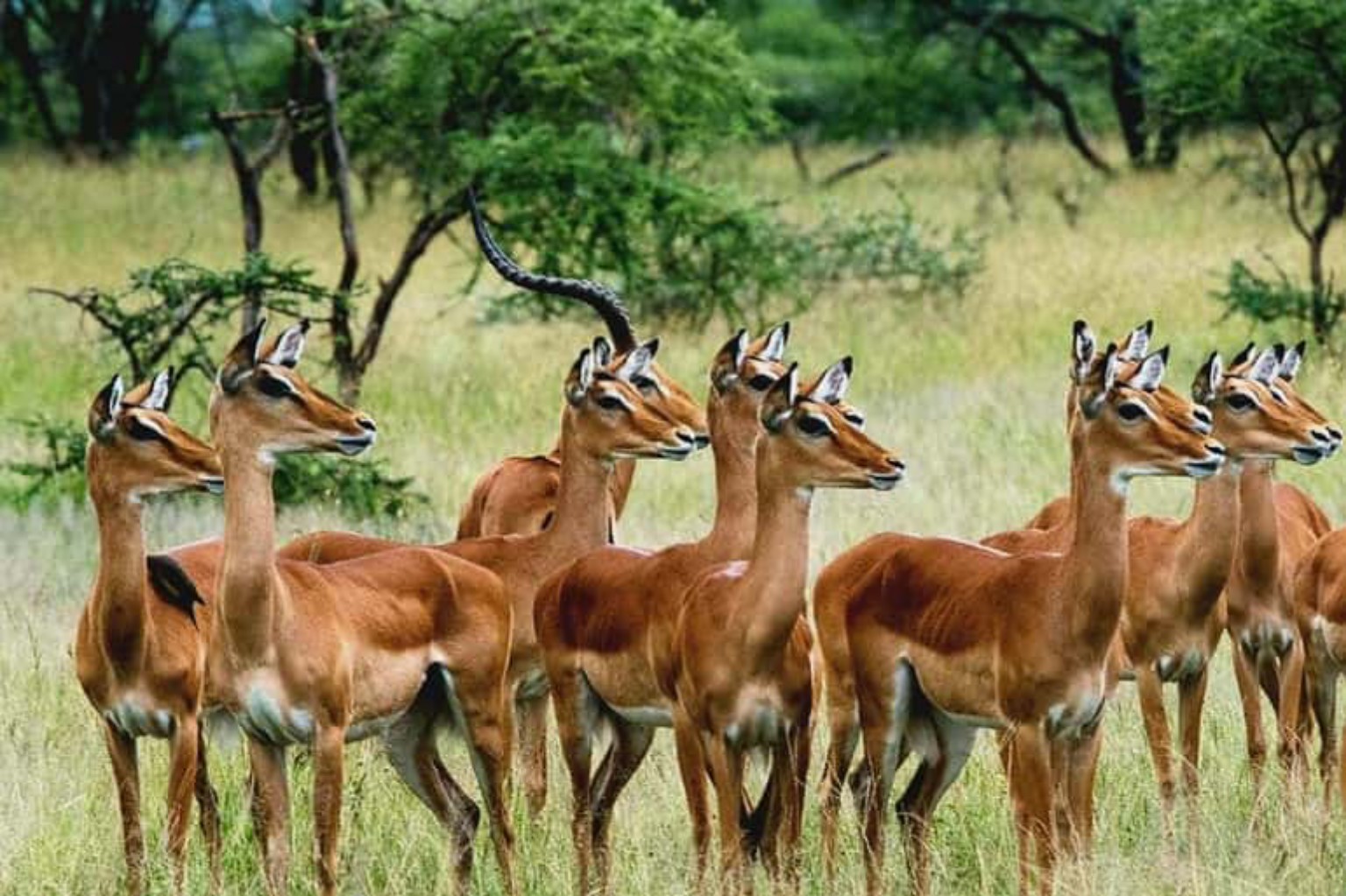 Antelope herd