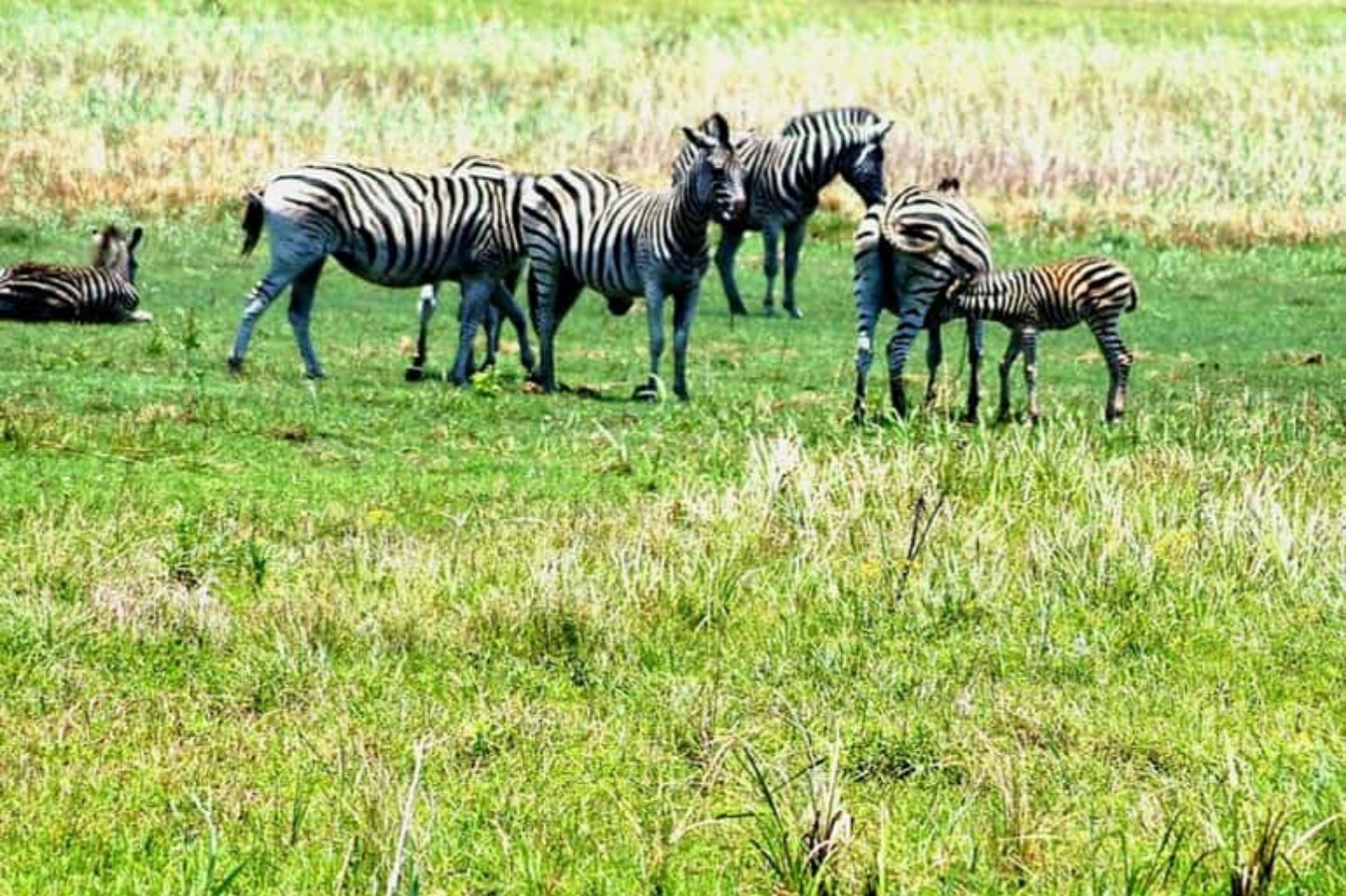 Zebras in the bush